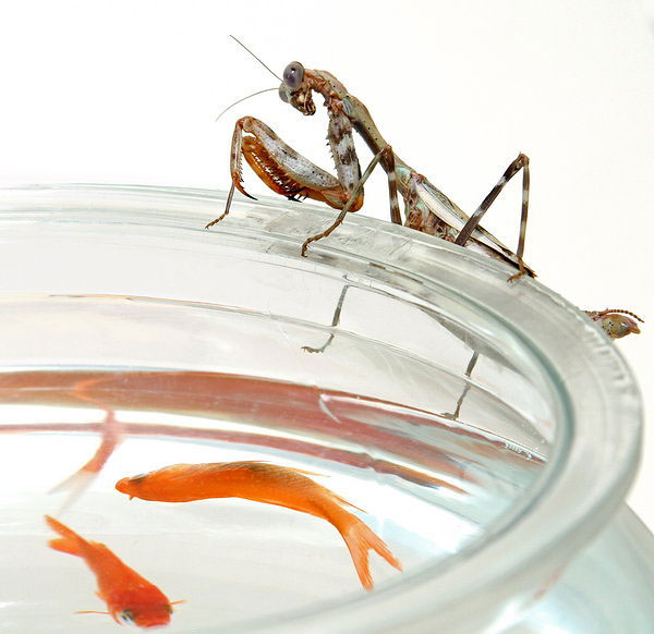 1161 Preying Mantis Eats Goldfish for Dinner