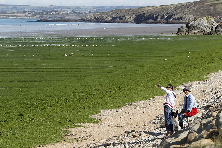 Toxic Seaweed Closes Beaches in Frances Northwest 139 Toxic Seaweed Closes Beaches in Frances Northwest