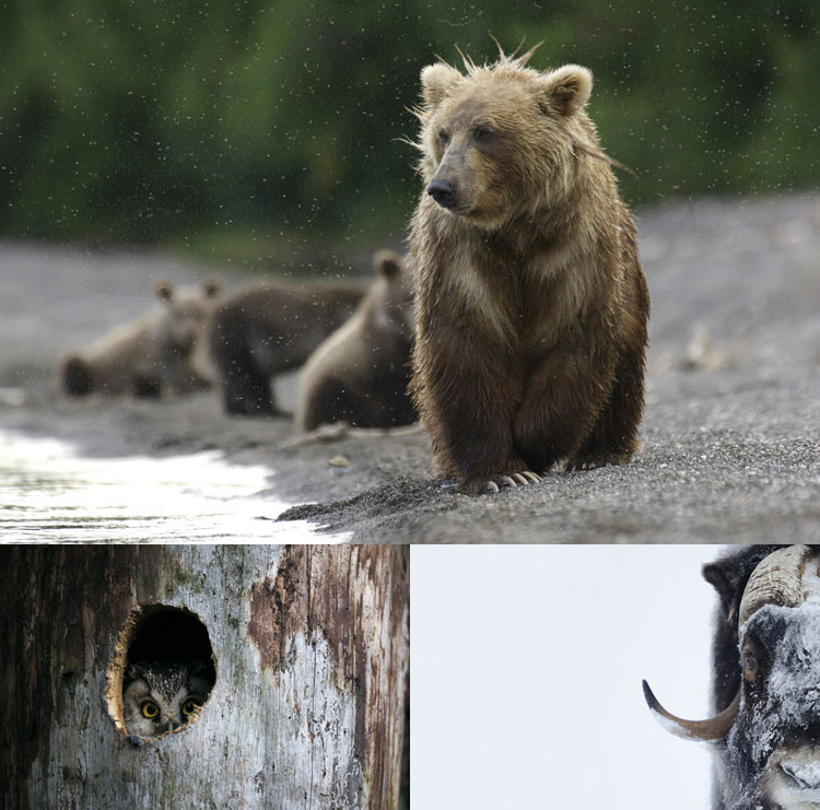 1 179 Vincent Munier – Wildlife Photographer