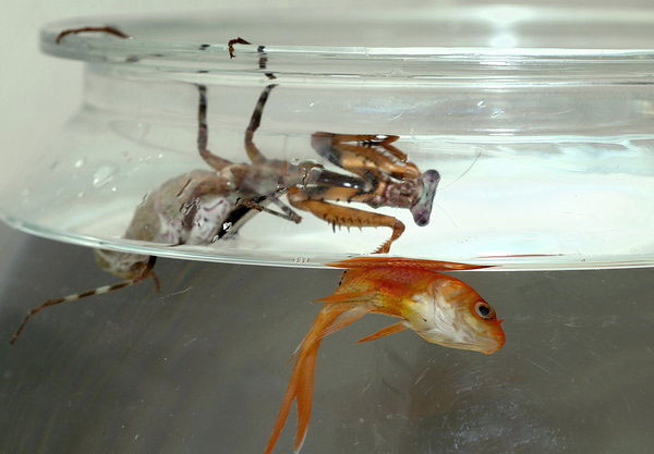 2109 Preying Mantis Eats Goldfish for Dinner