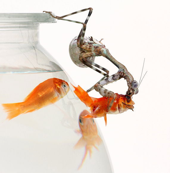 377 Preying Mantis Eats Goldfish for Dinner