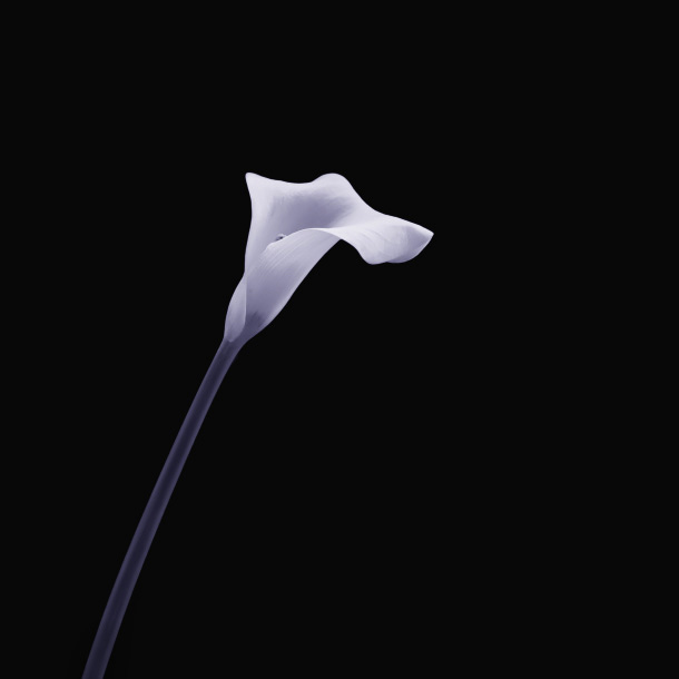 5828529517 cdd84566c4 z James Thornbrook Floral Photography