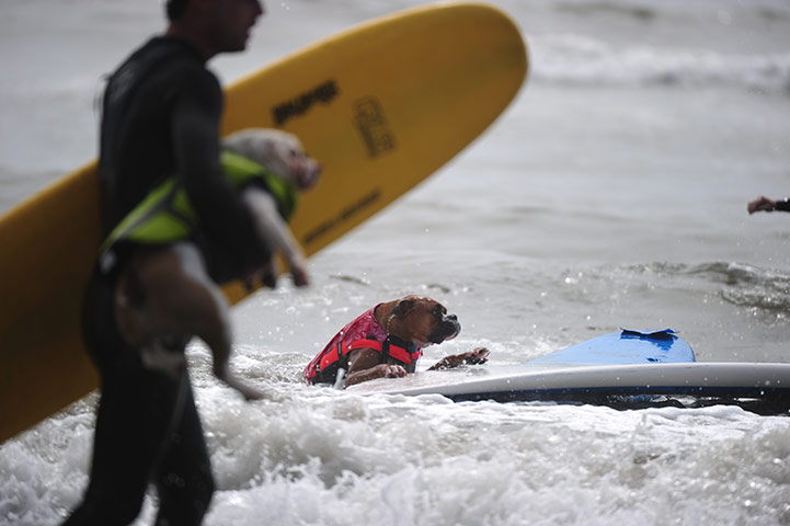 A dog climbs back onto hi 030 Surf City Surf Dog competition