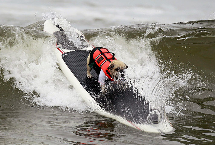 A dog rides a wave at a s 029 Surf City Surf Dog competition