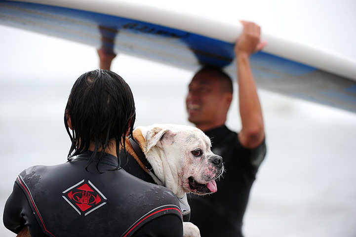 An owner carries his dog 034 Surf City Surf Dog competition