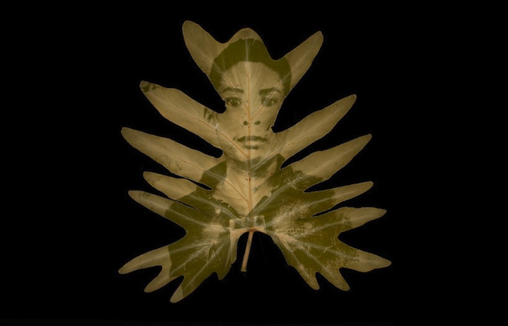 Chlorophyll Printing by Danh Binh ! BD1 Chlorophyll Printing by Danh Binh !