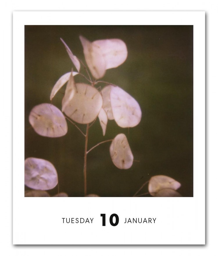 Pola 3 ©Ashley Russel 750x882 Poladarium 2012