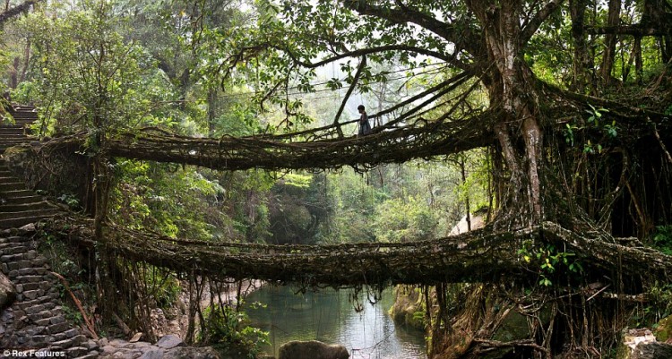 Root bridges in India article 0 0DC4466600000578 957 964x516 750x401 Root bridges in India