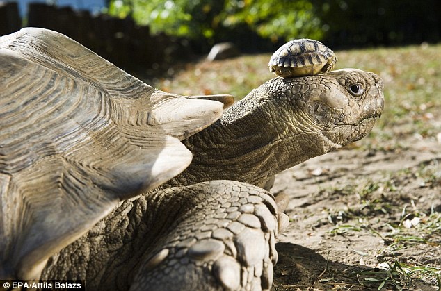 article 0 0E1D6C6C00000578 781 634x419 pic on Design You Trust article 0 0E1D6C6C00000578 781 634x419 Baby tortoises born at Nyiregyhaza Animal Park