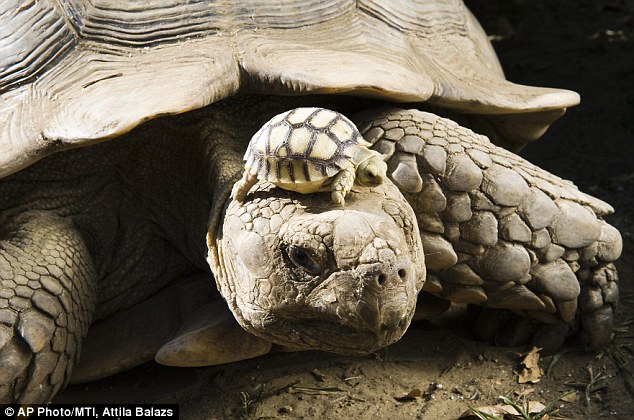 article 0 0E1D728300000578 143 634x420 pic on Design You Trust article 0 0E1D728300000578 143 634x420 Baby tortoises born at Nyiregyhaza Animal Park