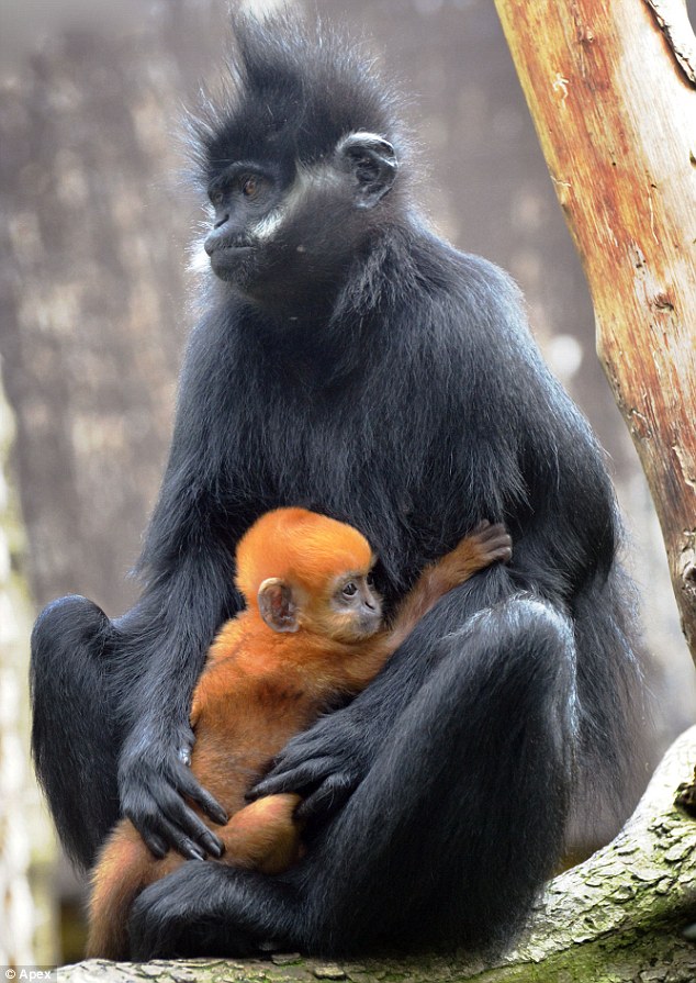 article 0 0E24A29500000578 186 634x895 Baby Francois langur monkey born at ZSL zoo