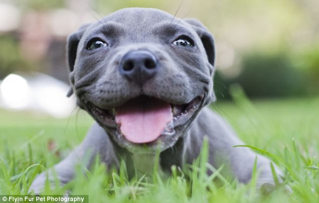 article 2041163 0E0E5E1100000578 195 634x404 Deformed puppy saved from trash