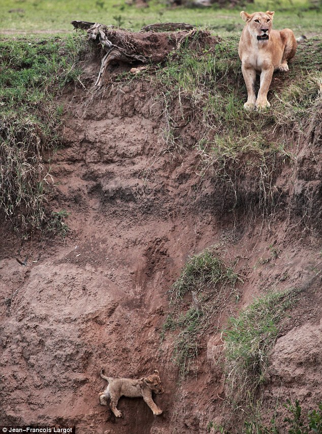 article 2041813 0E0341AA00000578 26 634x856 Mother lion rescues cub from perilous plunge