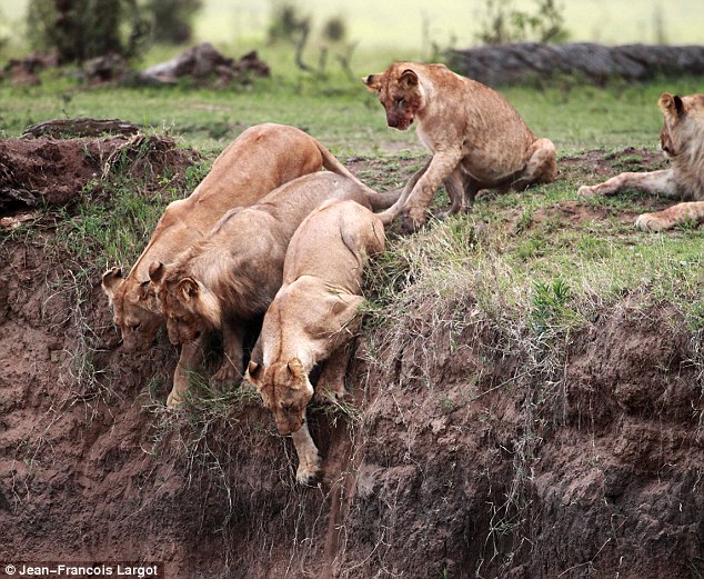 article 2041813 0E03422700000578 390 634x521 Mother lion rescues cub from perilous plunge