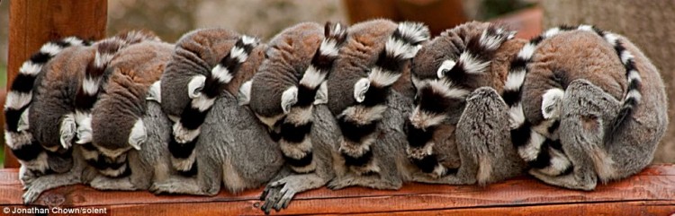 article 2041950 0E16E04800000578 506 964x311 750x241 Line of lemurs sleeping on a log
