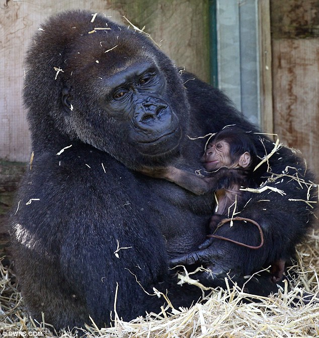 article 2042793 0E200CF800000578 866 634x672 Endangered gorilla gives birth at Bristol Zoo