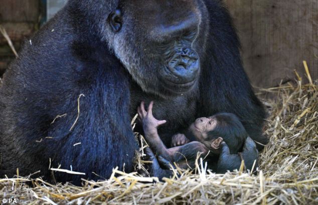 article 2042793 0E20948400000578 490 634x408 Endangered gorilla gives birth at Bristol Zoo