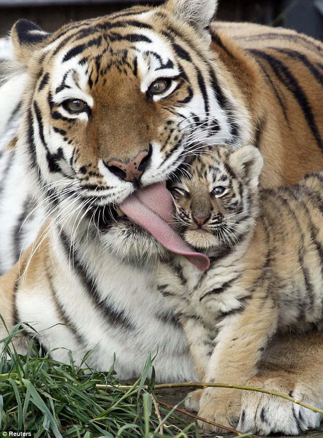article 2043165 0E2375DA00000578 497 634x859 Siberian Tigers continue comeback