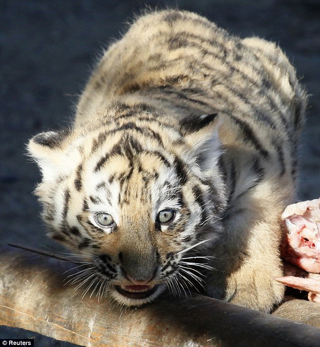 article 2043165 0E237DBB00000578 651 634x688 Siberian Tigers continue comeback