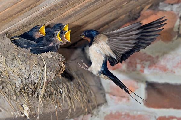barn swallow at nest600 397 pic on Design You Trust barn swallow at nest600 397 15 Cute Baby Animals Photography