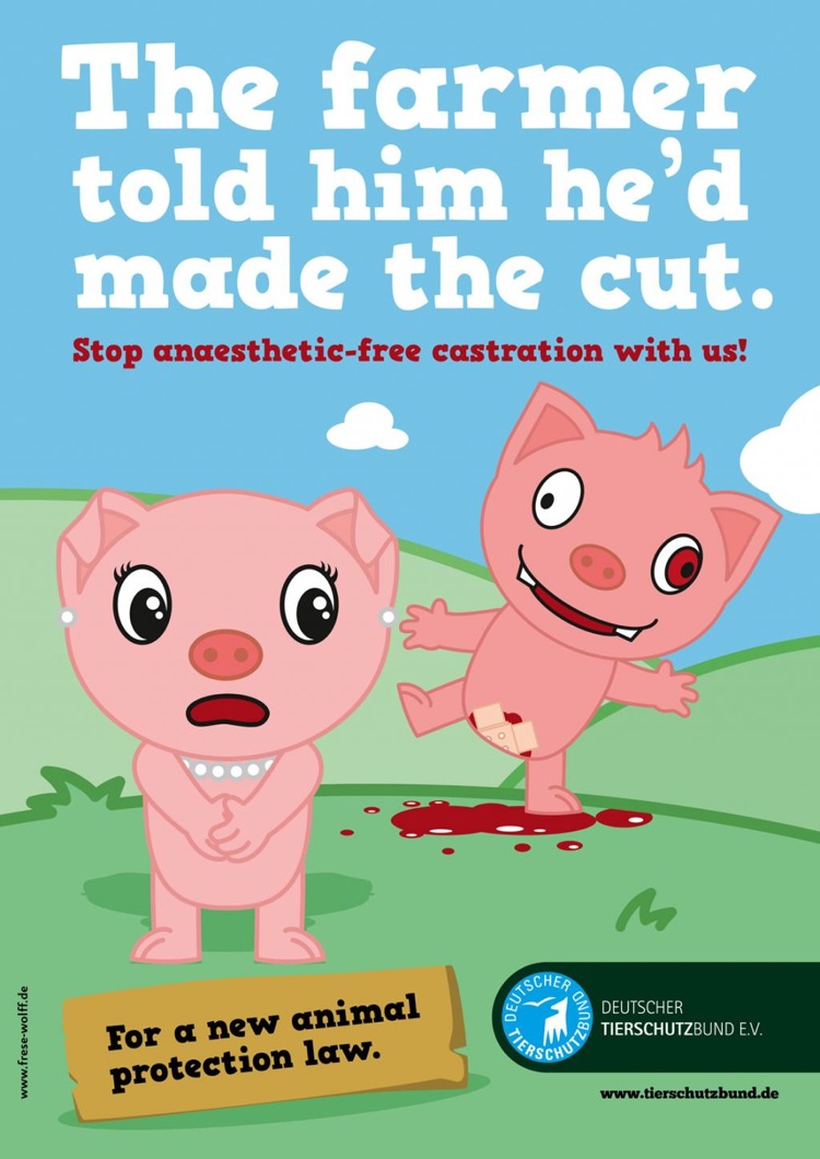 deutscher tierschutz bund pig medium pic on Design You Trust deutscher tierschutz bund pig medium animal protection
