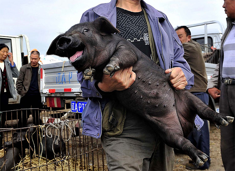 Photo of the Day: Pig Carrier potd10 Photo of the Day: Pig Carrier