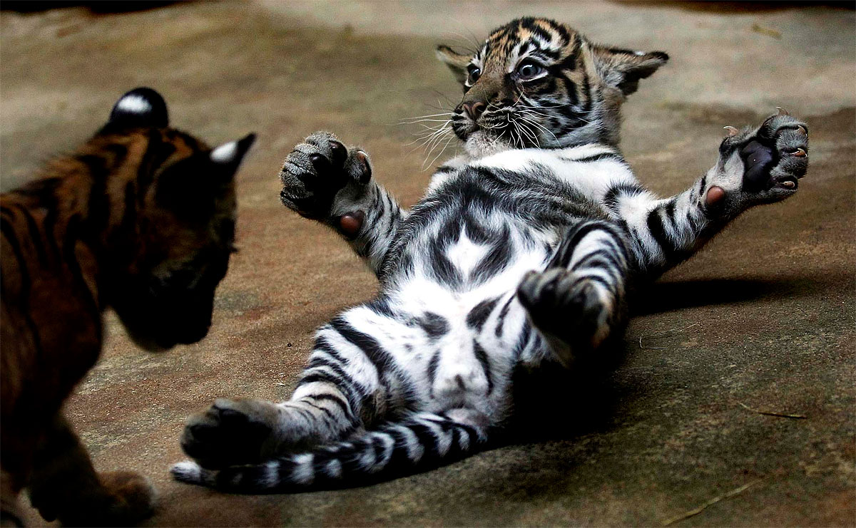 Sumatran+tiger+cubs+prague+zoo