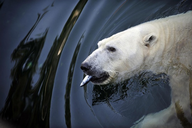 pw8c Pictures of the Week