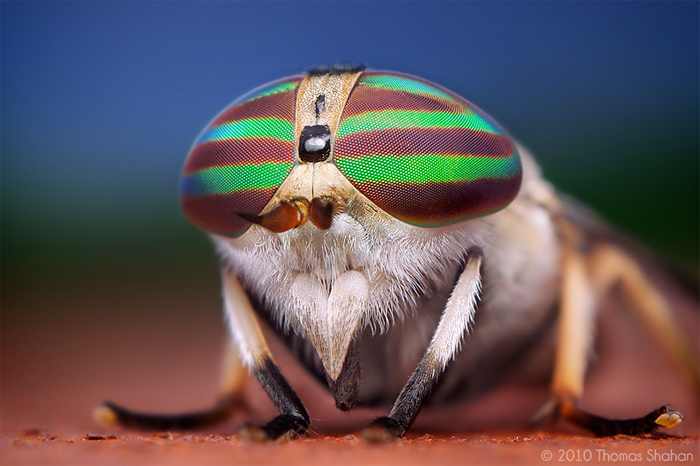 01 photo1 Macro Photography of Insects by Thomas Shahan
