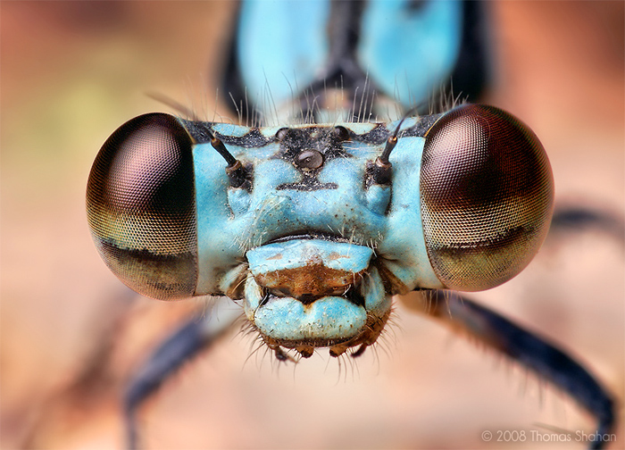 02 photo1 Macro Photography of Insects by Thomas Shahan