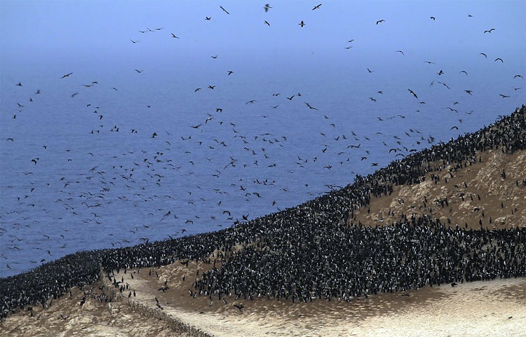 Peru Processes Migratory Birds’ Dung to Help Small Framers 1012 Peru Processes Migratory Birds’ Dung to Help Small Framers