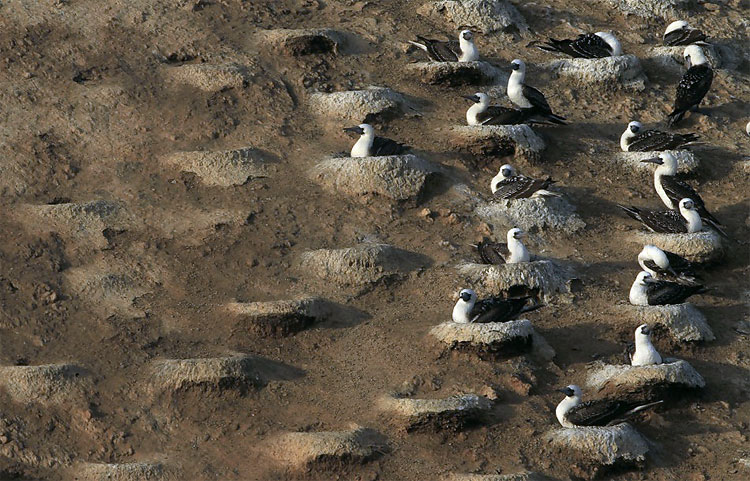 Peru Processes Migratory Birds’ Dung to Help Small Framers 1117 Peru Processes Migratory Birds’ Dung to Help Small Framers