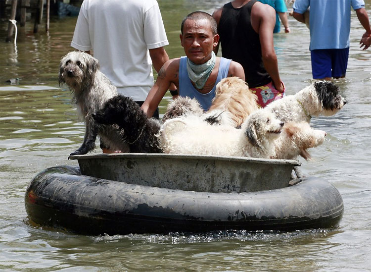 1153 Dog Rescue in Thailand