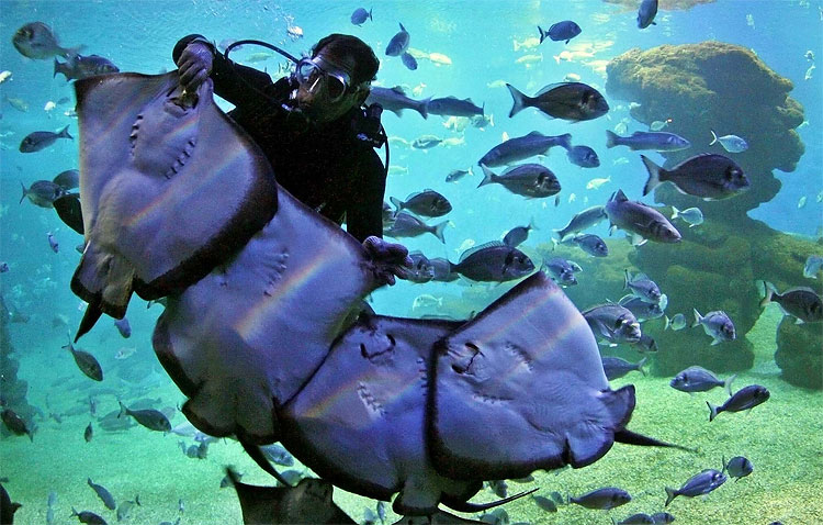 Photo of the Day: Rays Feeding 1179 Photo of the Day: Rays Feeding