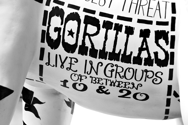 13 Gorillas GED 3801 edited Going Gone Gorilla