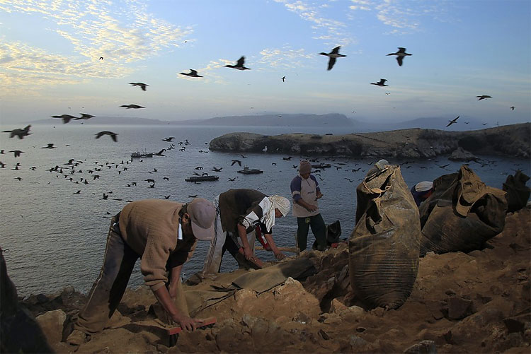 183 Peru Processes Migratory Birds’ Dung to Help Small Framers