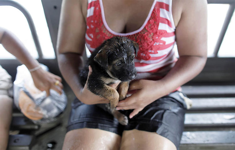376 Dog Rescue in Thailand