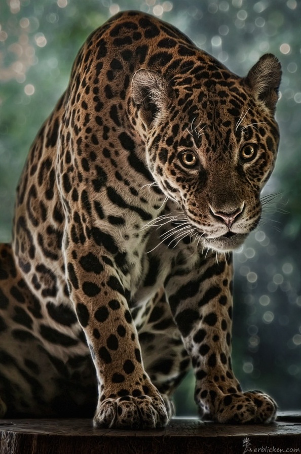 429089 Manuela Kulpa Animal Photography