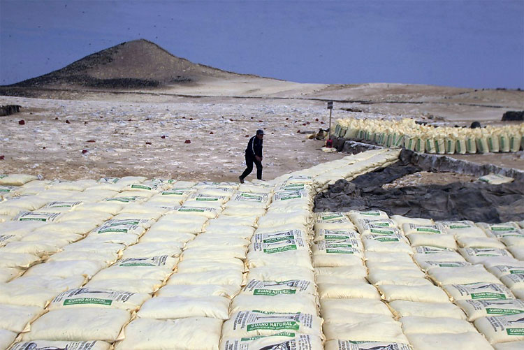 Peru Processes Migratory Birds’ Dung to Help Small Framers 622 Peru Processes Migratory Birds’ Dung to Help Small Framers