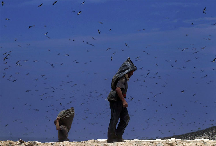 Peru Processes Migratory Birds’ Dung to Help Small Framers 717 Peru Processes Migratory Birds’ Dung to Help Small Framers