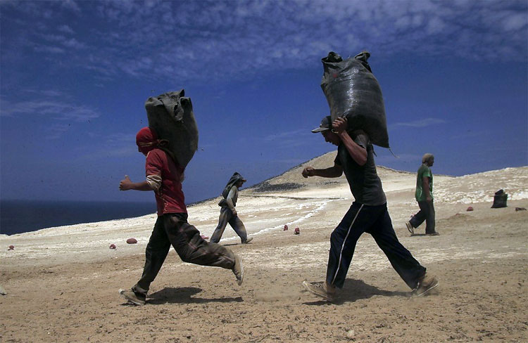 Peru Processes Migratory Birds’ Dung to Help Small Framers 816 Peru Processes Migratory Birds’ Dung to Help Small Framers