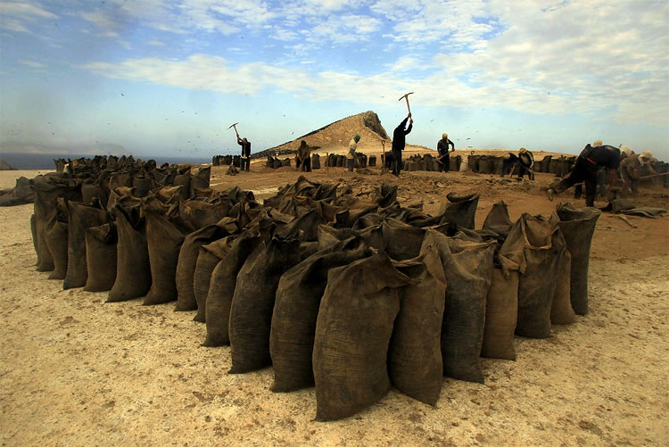 Peru Processes Migratory Birds’ Dung to Help Small Framers 912 Peru Processes Migratory Birds’ Dung to Help Small Framers