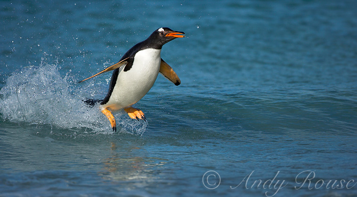 Penguins Surfing