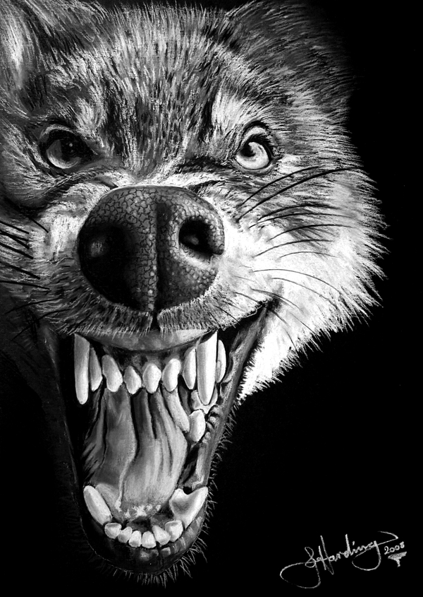 25+ Great Animal Drawings From Super Pencils Animal Drawings From Pencils 01 25+ Great Animal Drawings From Super Pencils