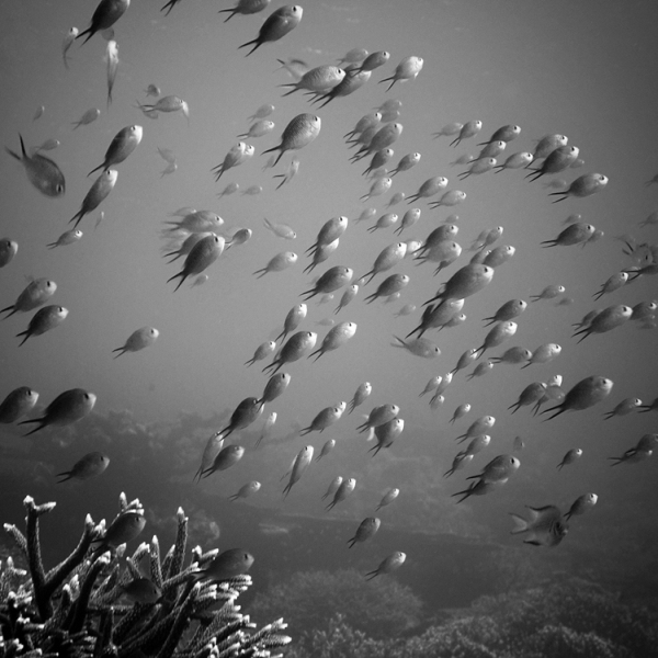 Hengki Koentjoro Ocean 02 Soothing Ocean Photography By H Koentjoro