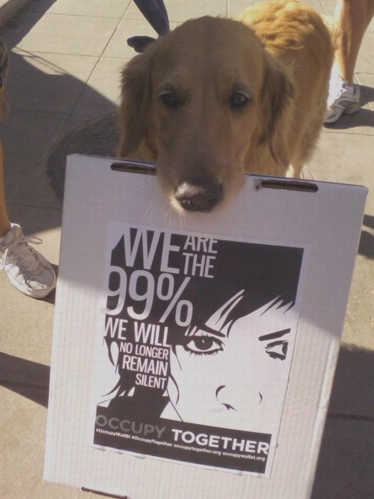 Occupy Wall Street Dogs Occupy Wall Street dogs01 Occupy Wall Street Dogs