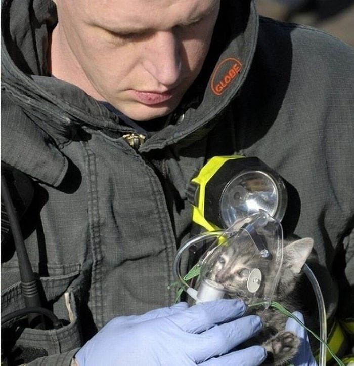 Animal rescue operations animal rescue operations c Animal rescue operations