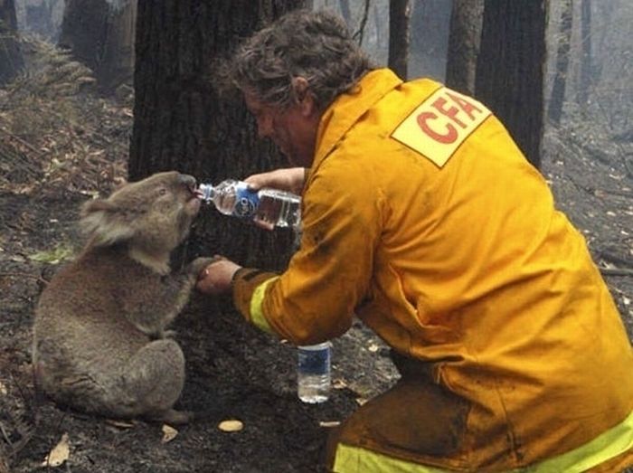 Animal rescue operations animal rescue operations d Animal rescue operations