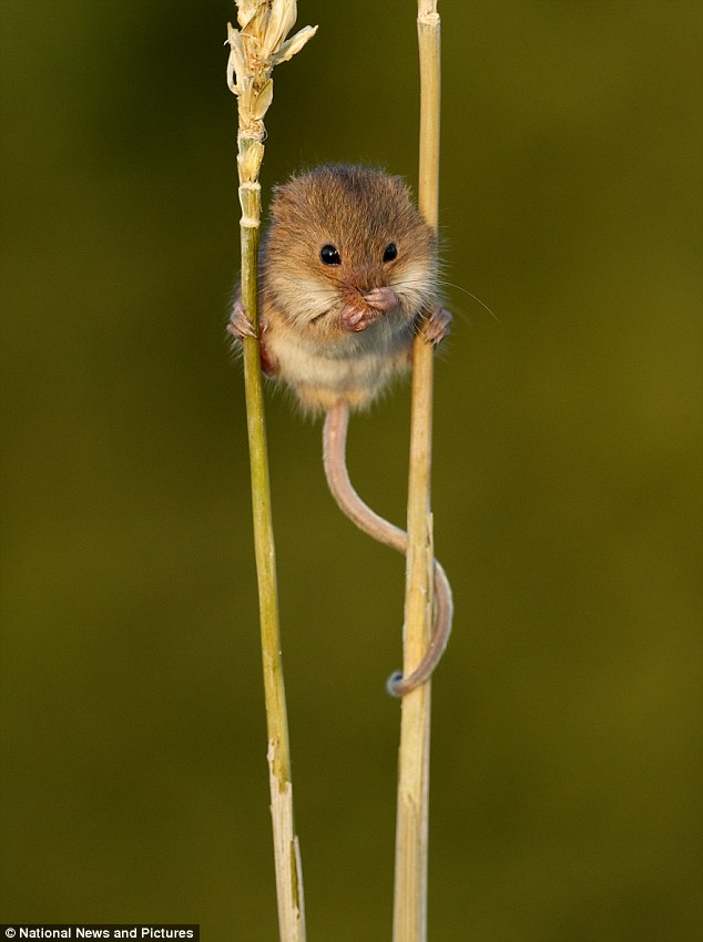 article 0 0E5A210000000578 17 634x850 Harvest Mouse hangs out