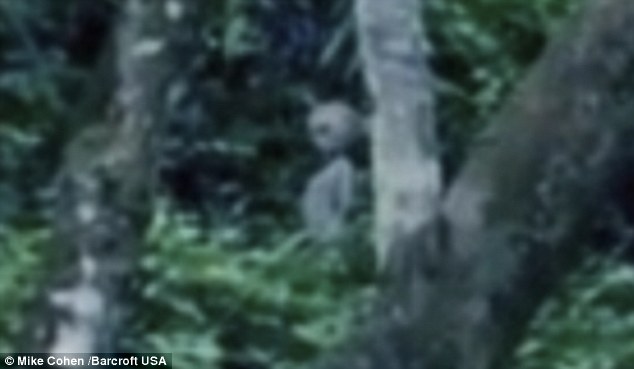 article 0 0E78059500000578 416 634x369 pic on Design You Trust article 0 0E78059500000578 416 634x369 Alien invader photographed in the Amazon jungle